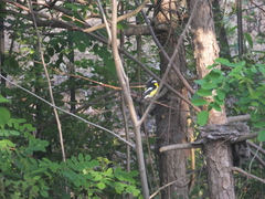 Ficedula zanthopygia