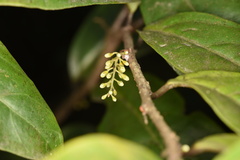 Maesa japonica