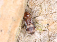 Psocodea