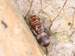 Psocodea