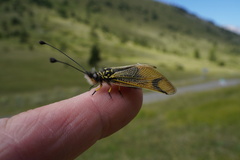 Libelloides longicornis