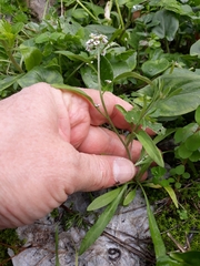 Lobularia maritima maritima