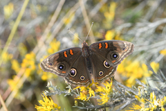 Junonia nigrosuffusa