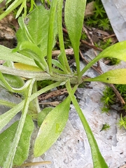 Lobularia maritima maritima