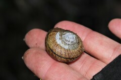 Helminthoglypta