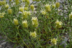 Sideritis hyssopifolia