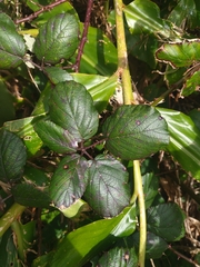 Rubus hochstetterorum