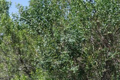 Halleria lucida
