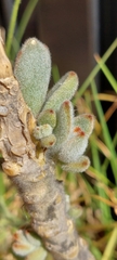 Kalanchoe tomentosa