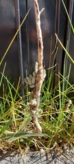Kalanchoe tomentosa