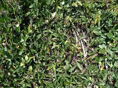 Tetrastigma formosanum