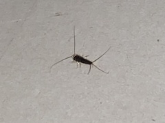 Ctenolepisma longicaudatum