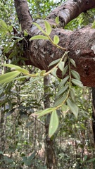 Dendrobium crumenatum