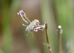 Plecoptera