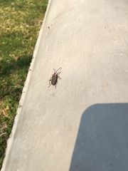 Probergrothius