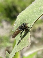 Epipamponeurus americanus