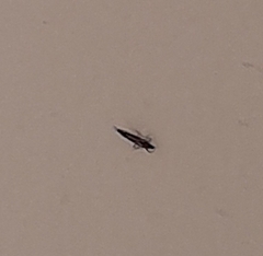 Thysanoptera
