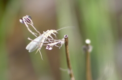 Plecoptera