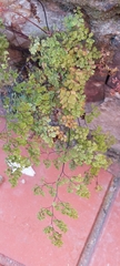 Adiantum raddianum