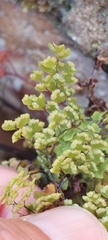 Adiantum raddianum