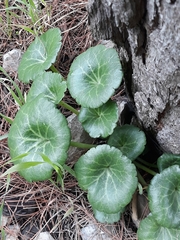 Umbilicus rupestris