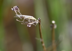Plecoptera