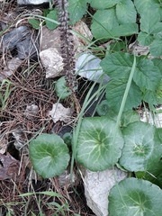 Umbilicus rupestris