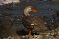 Fuegian Steamer Duck photo 2