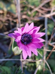 Anemone hortensis