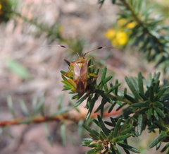 Pseudopantilius australis