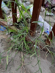 Setaria verticillata