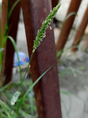 Setaria verticillata
