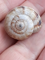 Geomitridae