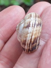 Geomitridae