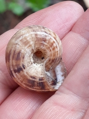 Geomitridae