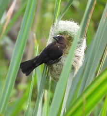 Amblyospiza albifrons