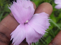 Dianthus basuticus