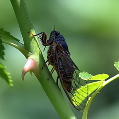 Cicada orni