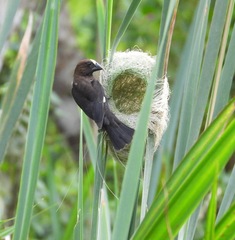 Amblyospiza albifrons