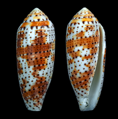 Conus nussatella