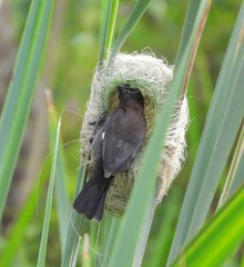 Amblyospiza albifrons