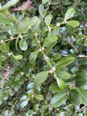 Buxus sempervirens
