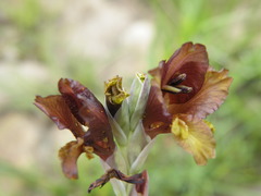 Gladiolus woodii