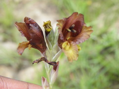 Gladiolus woodii