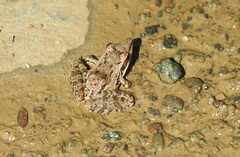 Ptychadena anchietae