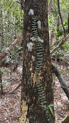 Psychotria serpens