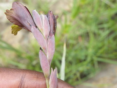 Gladiolus woodii
