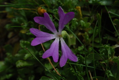 Primula minima