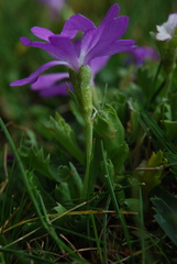Primula minima