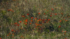 Castilleja coccinea